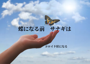 蝶になる前、サナギはコロイド状となる！